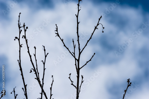 Bare branches of a tree against the background of a blue sky