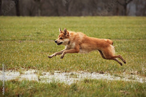 Hund auf Wiese