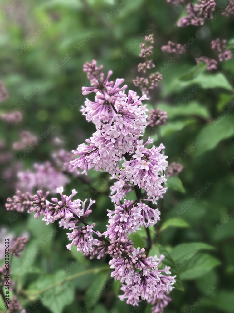 Flower Flower