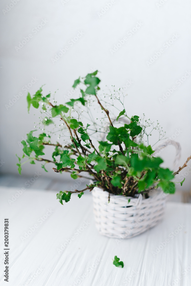Branches with green leaves in a basket on a wooden background Branches with green leaves in a basket on a wooden background