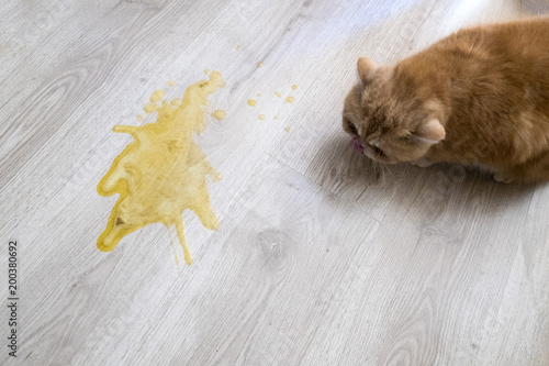 Yellow vomit on a light wooden floor and a cat