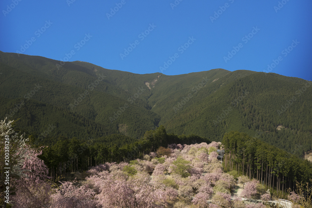 桜咲く山里の春