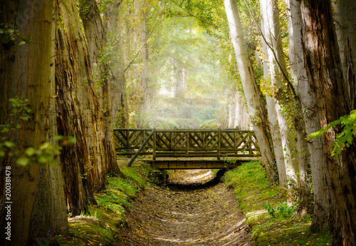Fototapet Wooden bridge over a canal used to irrigate the royal gardens of Aranjuez with water from the Tajo River