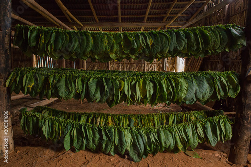 Drying shack and tobacco field in Vinales, Cuba. photo