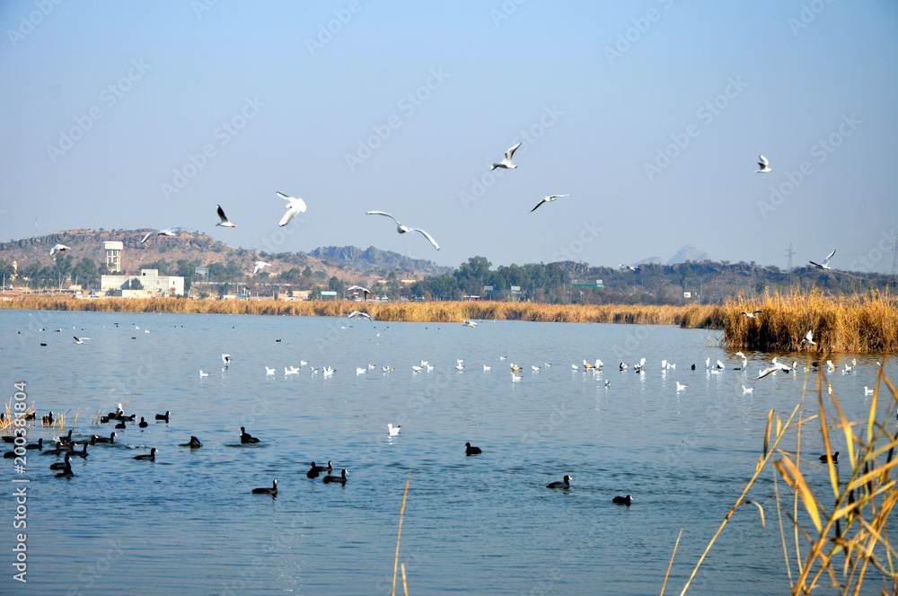 Flying birds over the lake