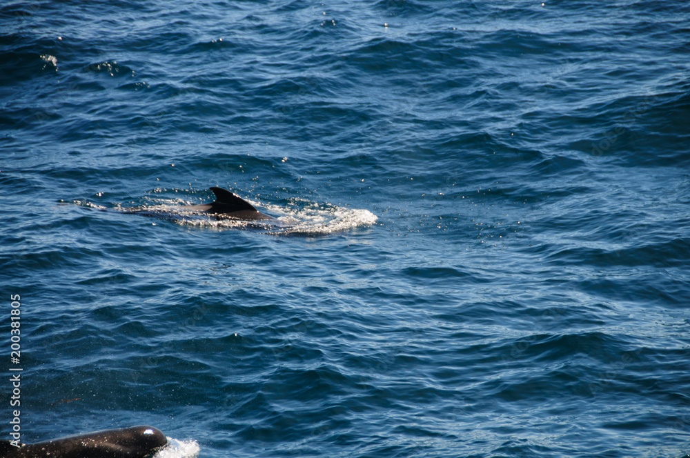 Obraz premium Long-finned Pilot Whales