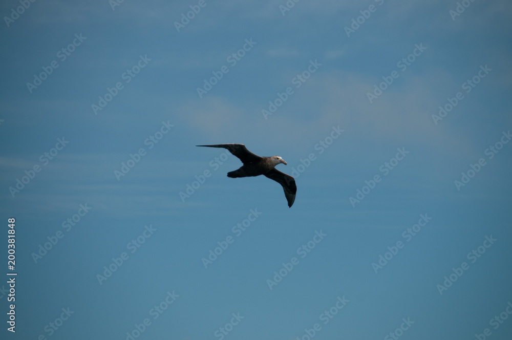 Image of a Southern Giant Petrel Image of a Southern Giant Petrel