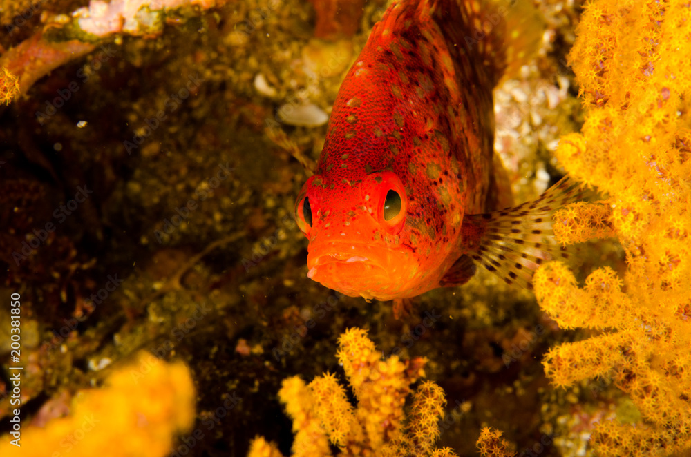 Obraz premium Reef fishes from the sea of cortez, mexico
