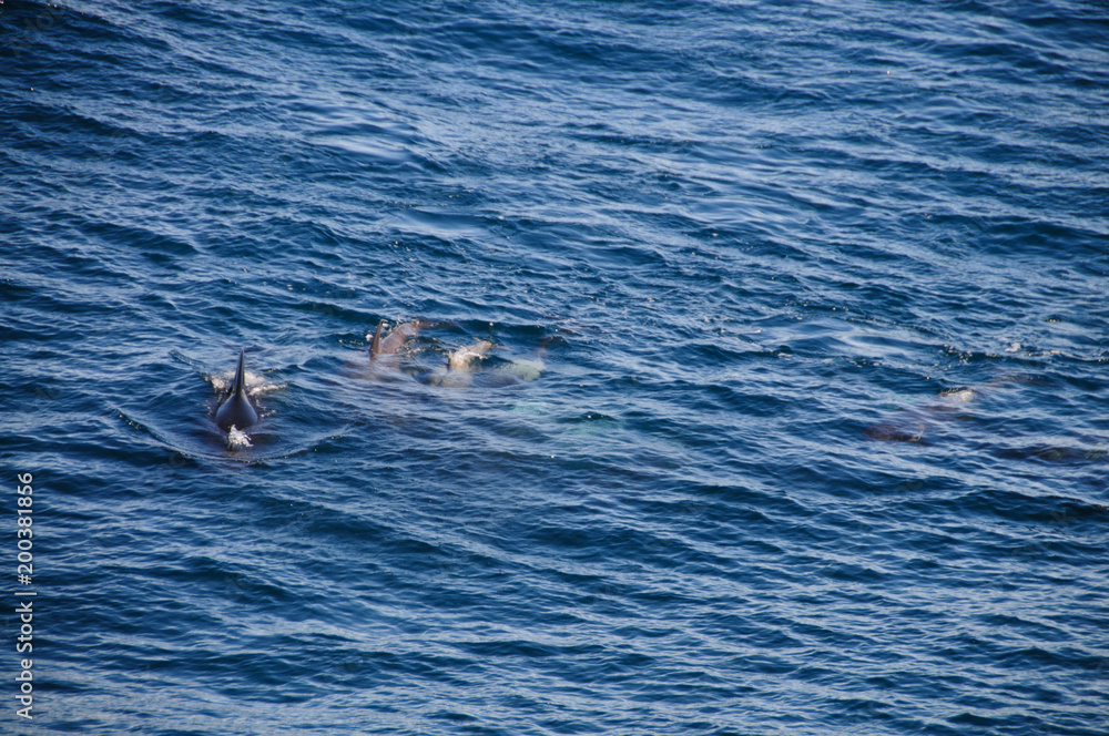 Naklejka premium Long-finned Pilot Whales