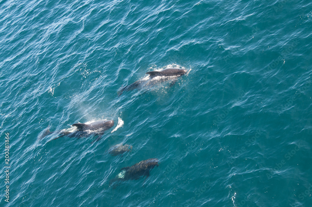 Long-finned Pilot Whales