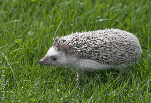 Four-toed Hedgehog (African pygmy hedgehog) - Atelerix albiventris in grass