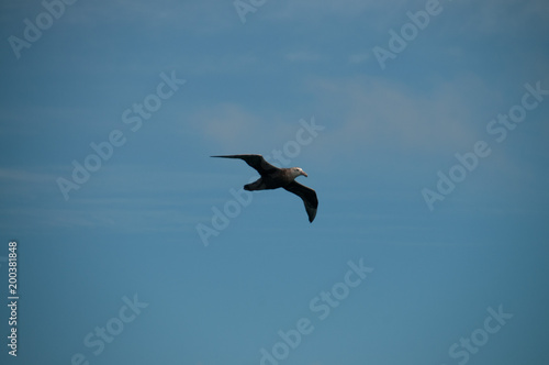 Image of a Southern Giant Petrel