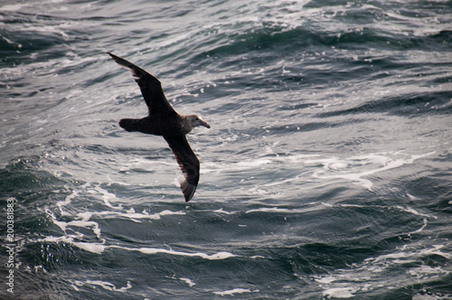 Image of a Southern Giant Petrel