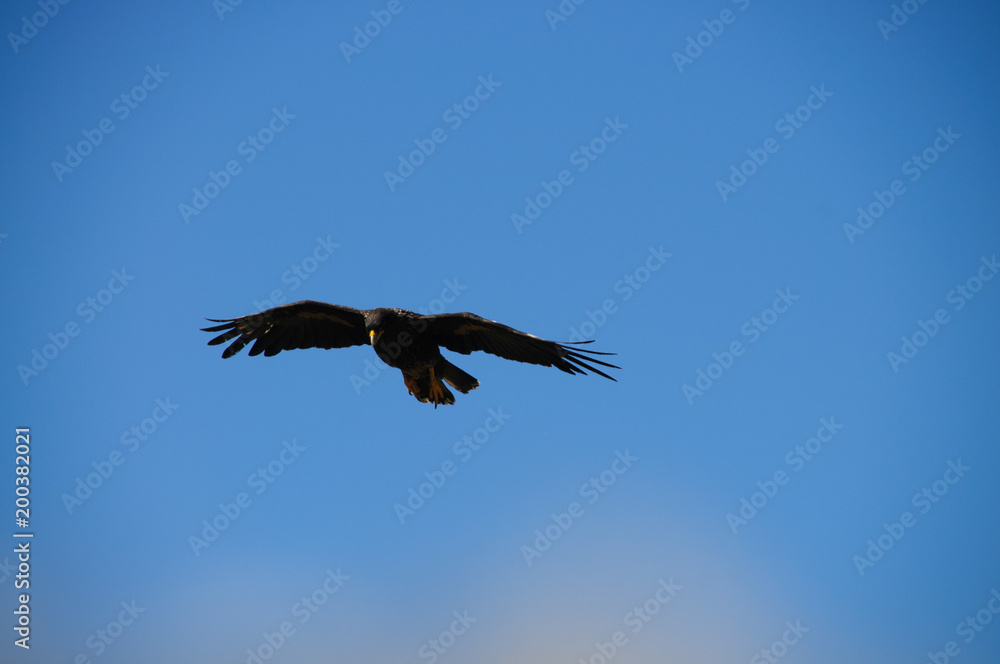 Striated Caracara on the Falkland Islands Striated Caracara on the Falkland Islands