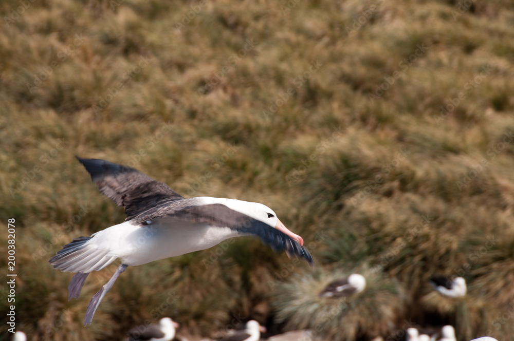Black-Browed Albatross on Westpoint Island Black-Browed Albatross on Westpoint Island
