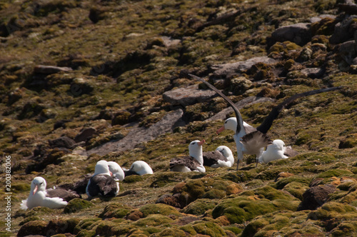 Black-Browed Albatross on their breeding colony on Westpoint Island, the Falklands.  photo