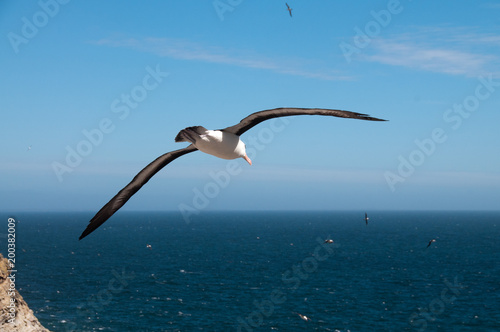 Black-Browed Albatross on Westpoint Island