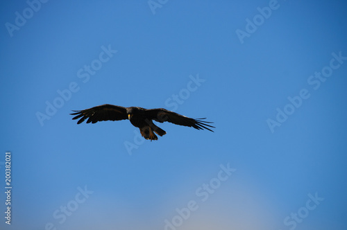 Striated Caracara on the Falkland Islands