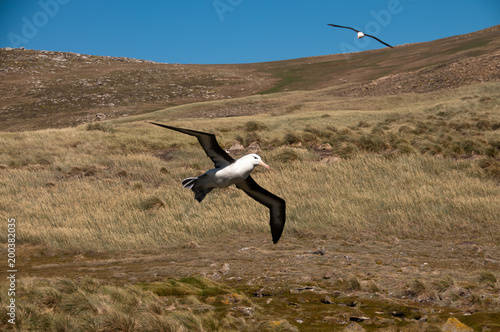 Black-Browed Albatross on Westpoint Island photo