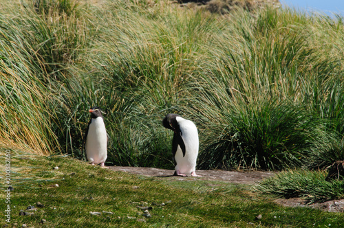 Rockhopper Penguins on the Falklands
