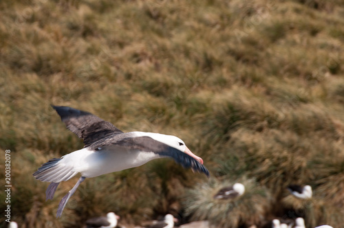 Black-Browed Albatross on Westpoint Island © Goldilock Project