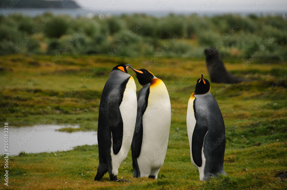 Fototapeta premium King Penguins on Salisbury plains