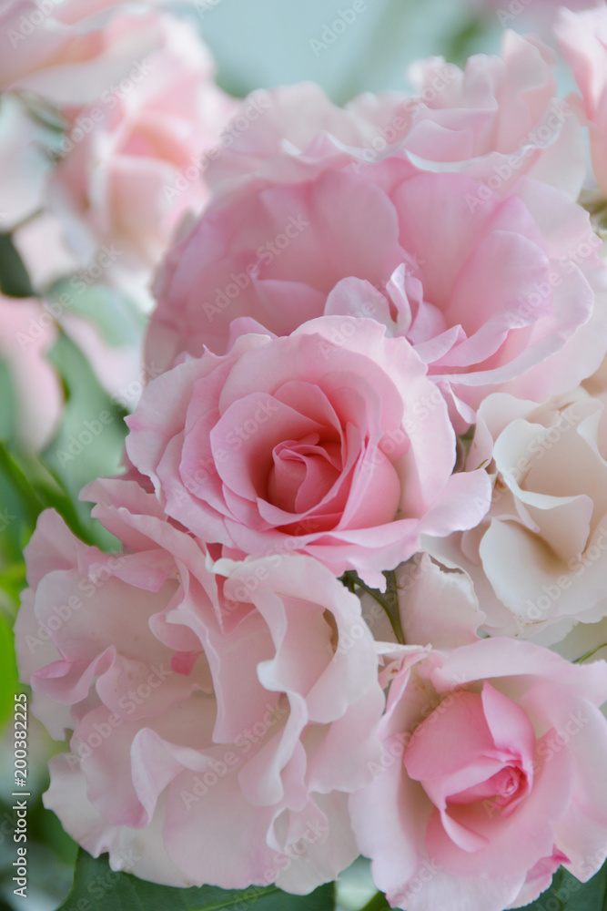 Pink Roses In English Rose Garden 英国式庭園のピンクローズ 日陰 クローズアップ Foto De Stock Adobe Stock