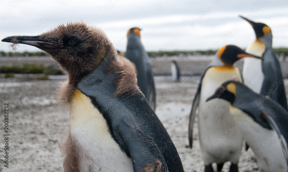 Fototapeta premium King Penguins on Salisbury plains