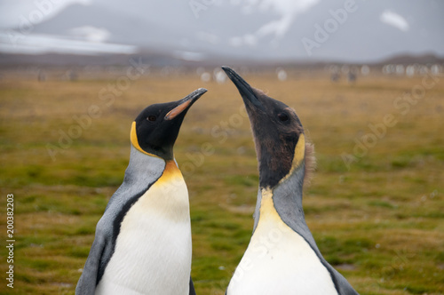 King Penguins on Salisbury plains