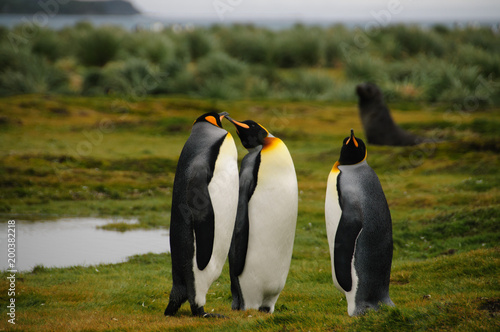 King Penguins on Salisbury plains