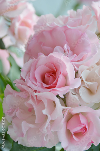 pink roses in English rose garden / 英国式庭園のピンクローズ - 日陰(クローズアップ)