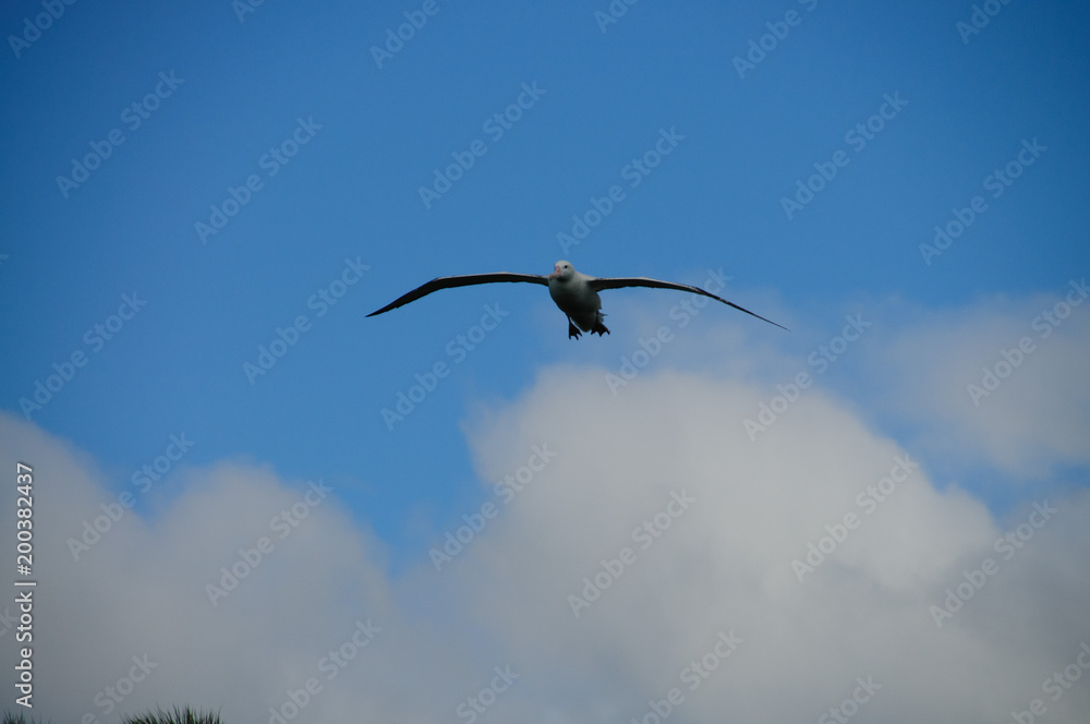 Obraz premium Wandering Albatross in Flight