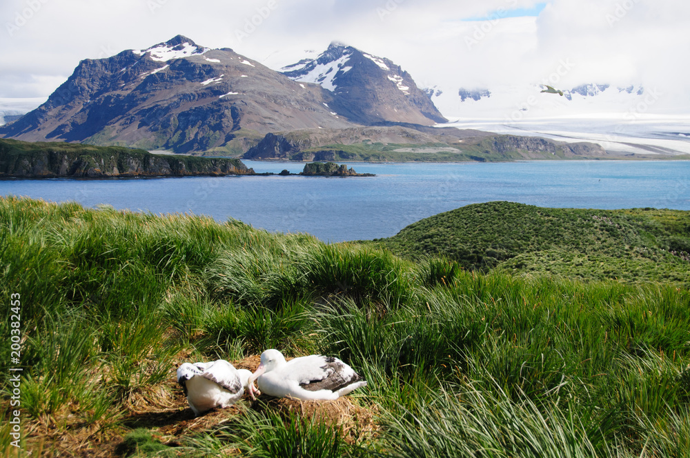 Naklejka premium Wandering Albatross Couple