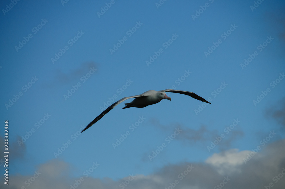 Wandering Albatross in Flight Wandering Albatross in Flight