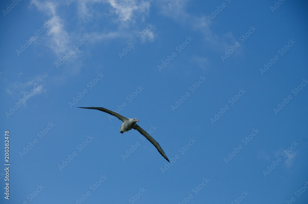 Wandering Albatross in Flight Wandering Albatross in Flight