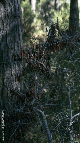 nature,natural,spring,tree,