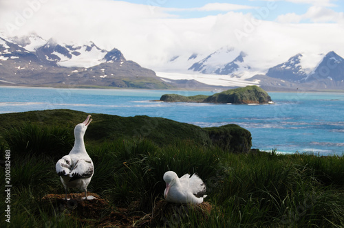 Wandering Albatross Couple