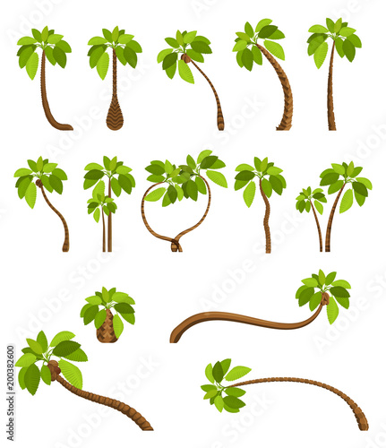 Palm trees isolated on white background. Beautiful vectro palma tree set vector illustration