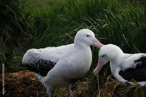 Wandering Albatross Couple photo