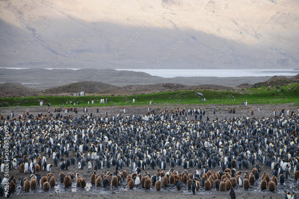 Obraz premium King Penguins at Fortuna Bay