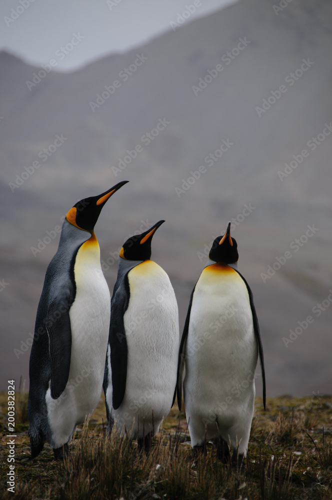 Fototapeta premium King Penguins Courtship Ritual at Fortuna Bay