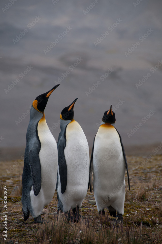Fototapeta premium King Penguins Courtship Ritual at Fortuna Bay