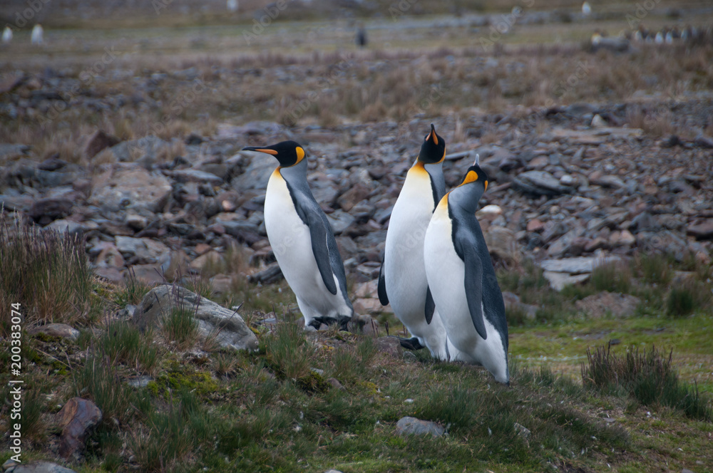 Obraz premium King Penguins Courtship Ritual at Fortuna Bay