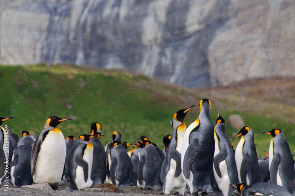 Fototapeta premium King Penguins on Gold Harbour