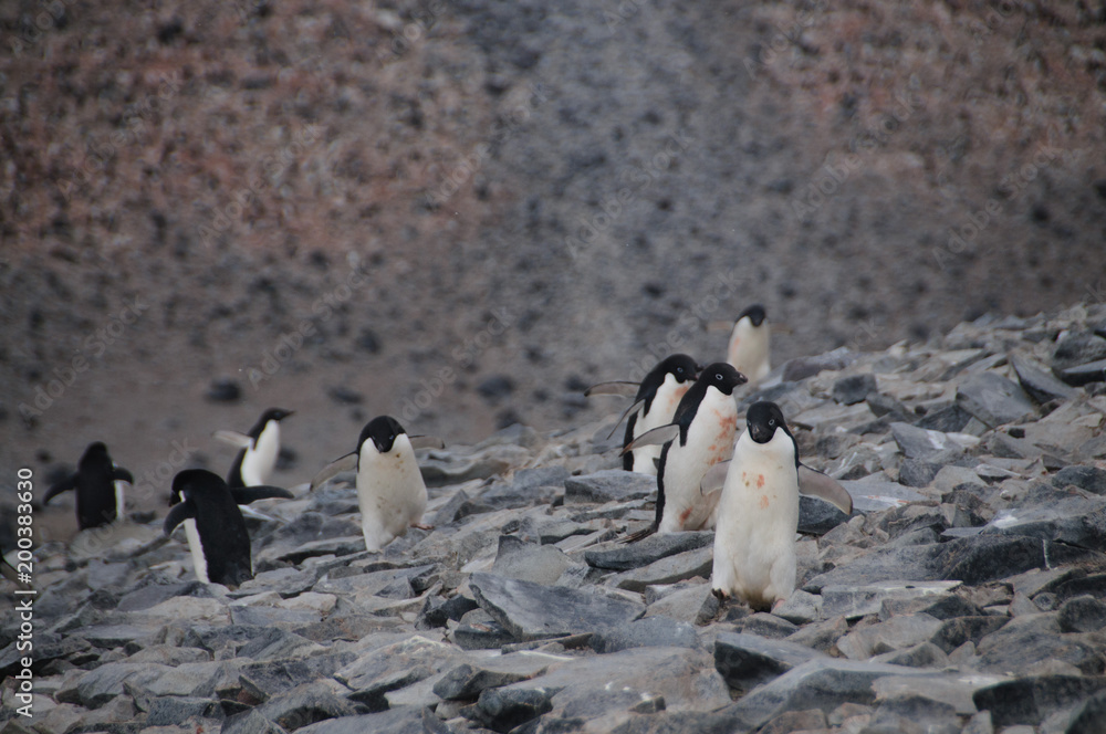 Naklejka premium Adelie Penguins on Paulet Island