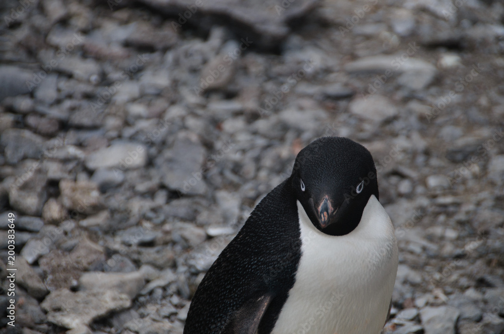 Fototapeta premium Adelie Penguins on Paulet Island