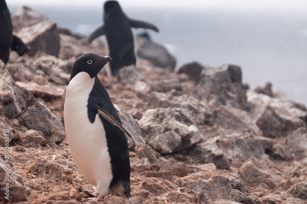 Obraz premium Adelie Penguins on Paulet Island