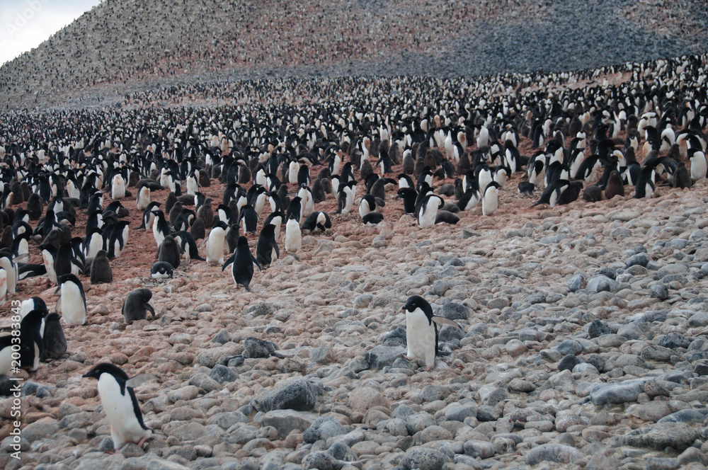 Obraz premium Adelie Penguins on Paulet Island