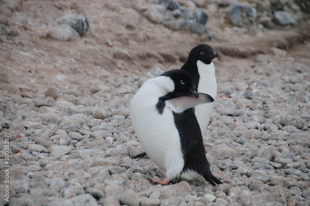 Fototapeta premium Adelie Penguins on Paulet Island