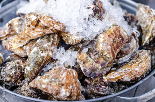 Seafood close up delicious fresh large oysters in a shell with ice healthy sea food background